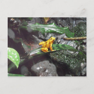 Carte Postale Photo Poison Dart Frog
