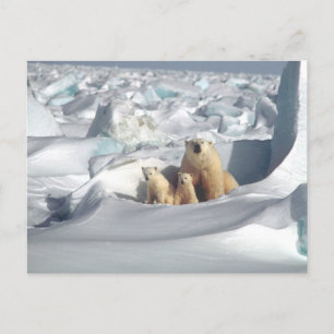 Carte postale photo Polar Bear Mom and Cubs