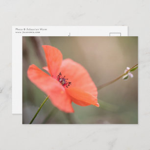 Carte Postale Photo Poppy Nature