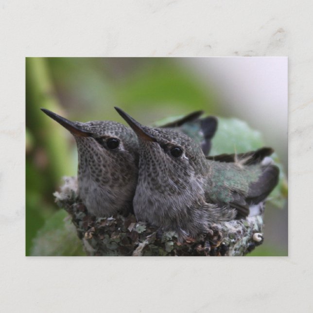 Carte Postale Photo postcard de Cute Baby Hummingbirds (Devant)