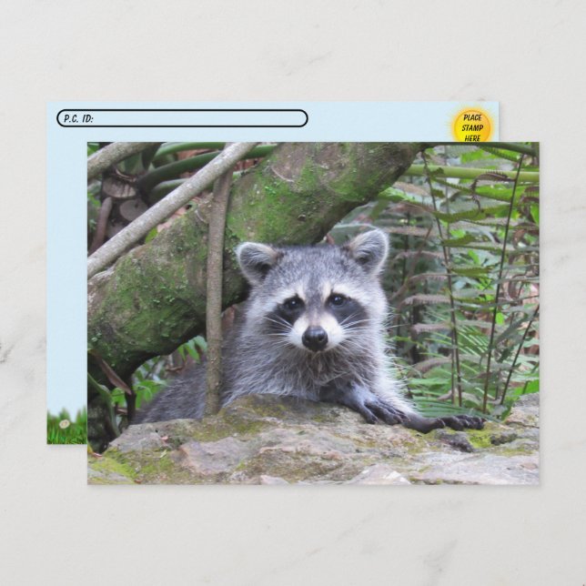 Carte Postale Photo postfranchie d'un adorable Raccoon de bébé (Devant / Derrière)