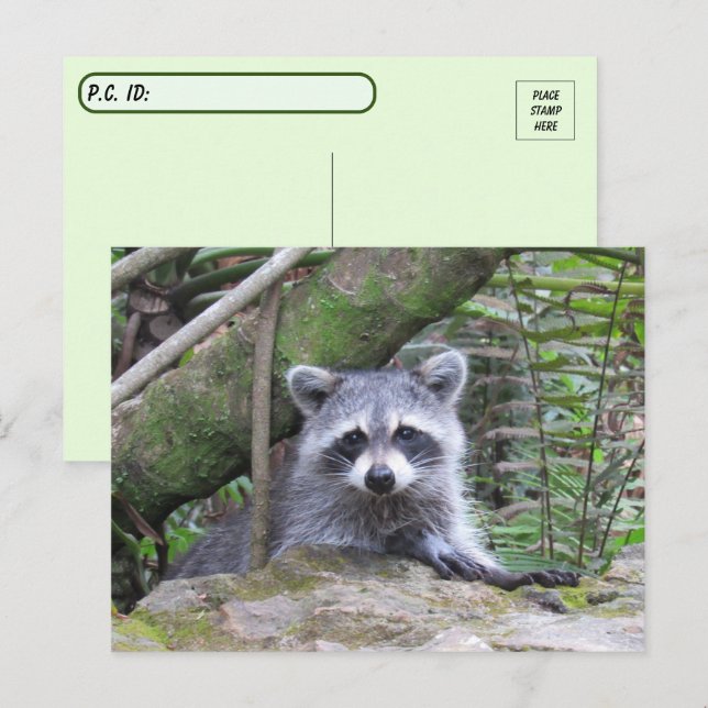 Carte Postale Photo postfranchie d'un adorable Raccoon de bébé (Devant / Derrière)