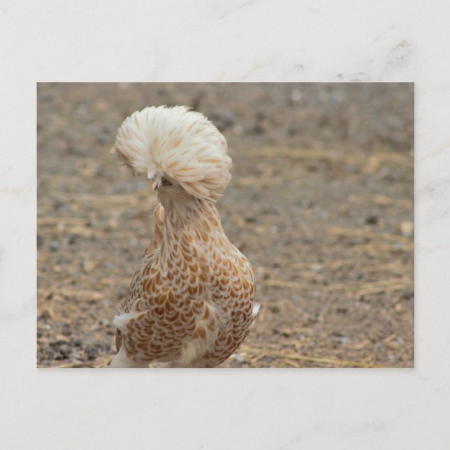 Carte postale Photo Poulet (Devant)