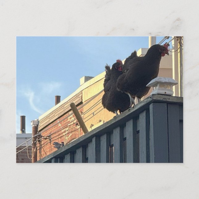 Carte postale Photo Poulets (Devant)