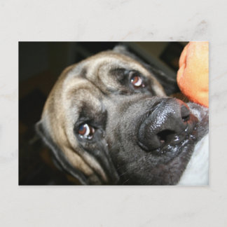 Carte Postale Photo Purebred English Mastiff