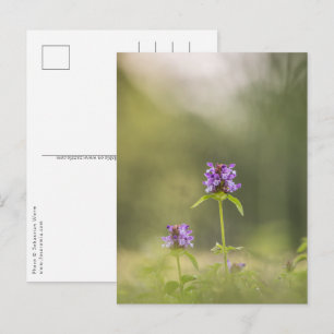 Carte Postale Photo Purple Flower Nature