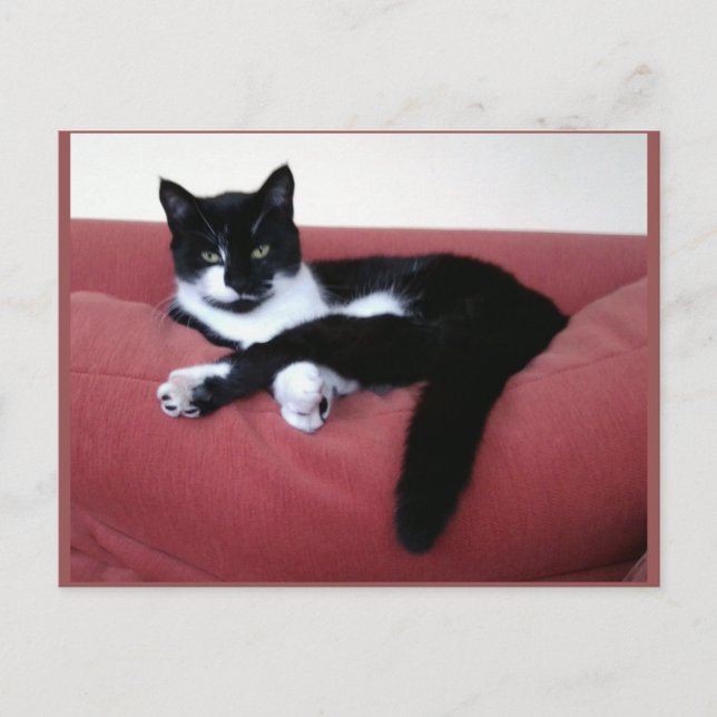 Carte postale photo - Queen Cat - Beauté animale (Devant)