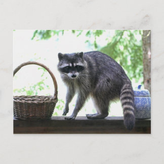 Carte Postale Photo Raccoon