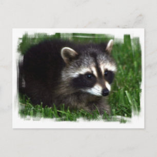 Carte postale Photo Raccoon