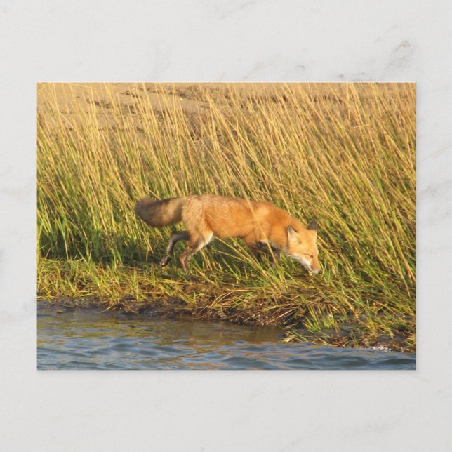 Carte Postale Photo Red Fox (Devant)