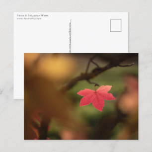 Carte Postale Photo Red Leaf Nature