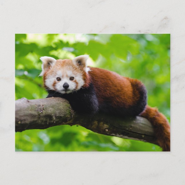 Carte Postale Photo Red Panda Bear (Devant)