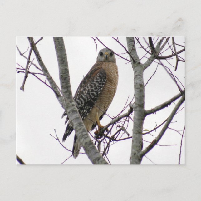 Carte postale photo Red Tail Hawk (Devant)