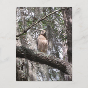 Carte postale photo Red Tail Hawk