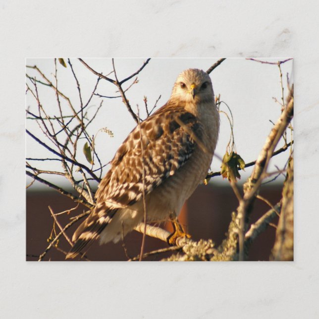 Carte postale photo Red Tail Hawk (Devant)