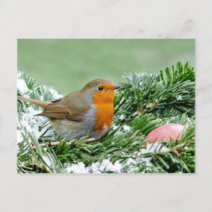Carte Postale Photo Robin Pine Snow