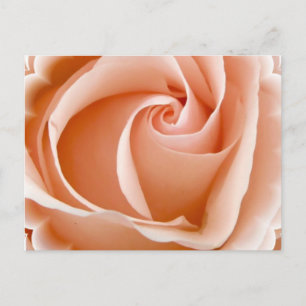 Carte postale photo rose