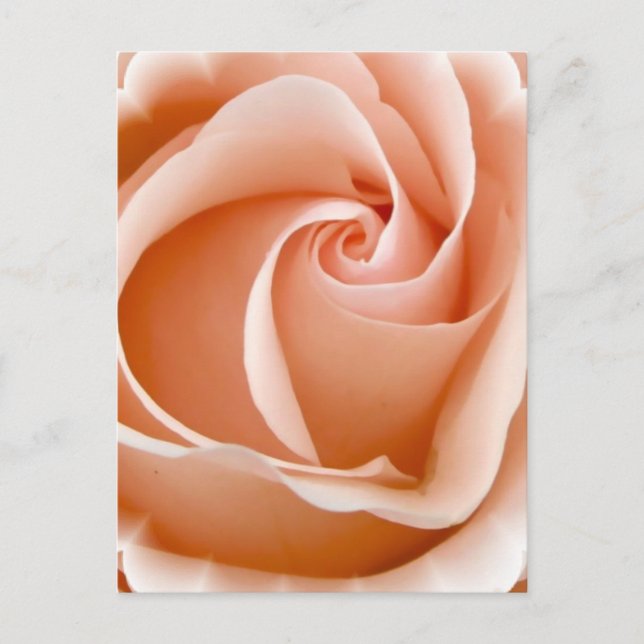 Carte postale photo rose (Devant)