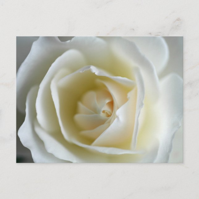 Carte Postale Photo Rose blanche (Devant)