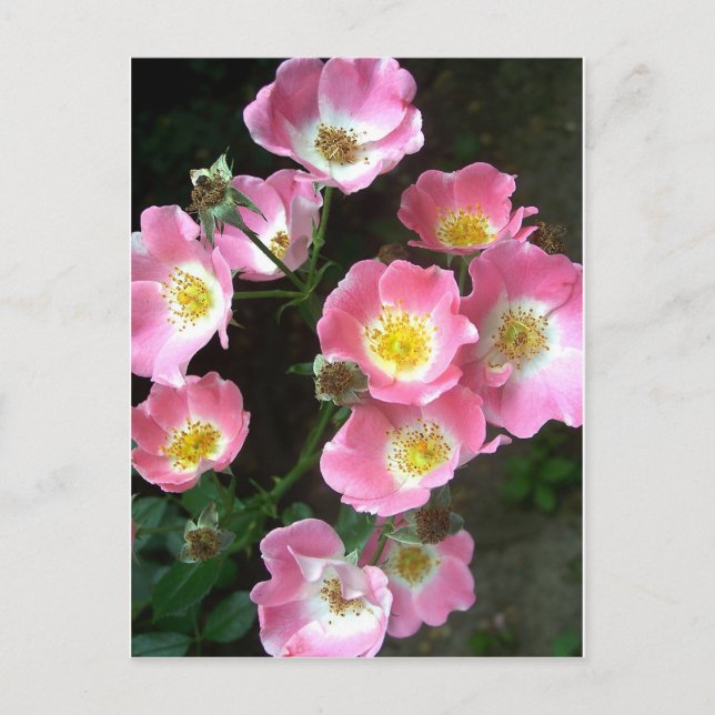 Carte Postale Photo Rose du jardin secret (Devant)