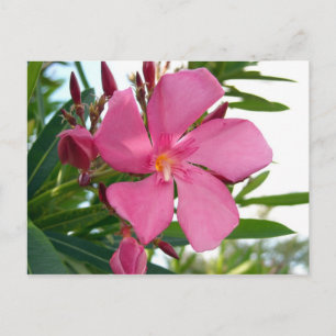 Carte Postale Photo rose Oleander