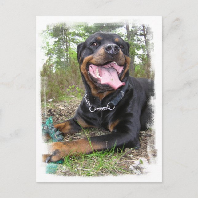Carte postale photo Rottweiler (Devant)