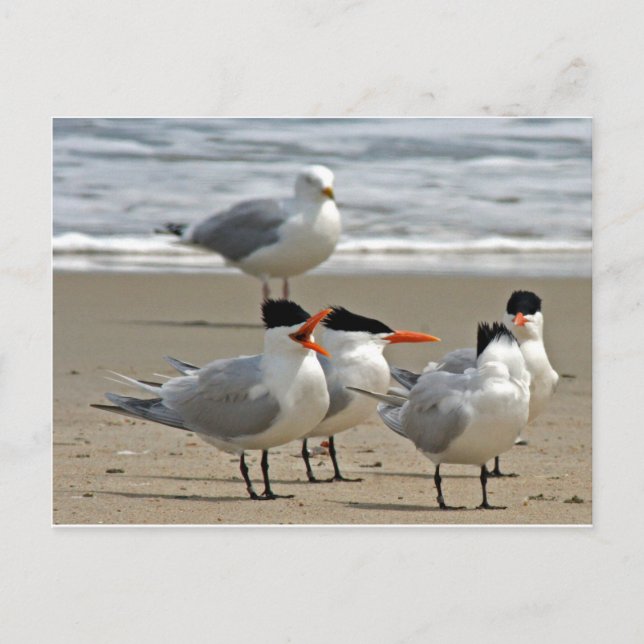Carte Postale Photo Royal Terns (Devant)