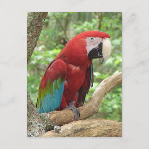 Carte postale Photo Scarlet Macaw