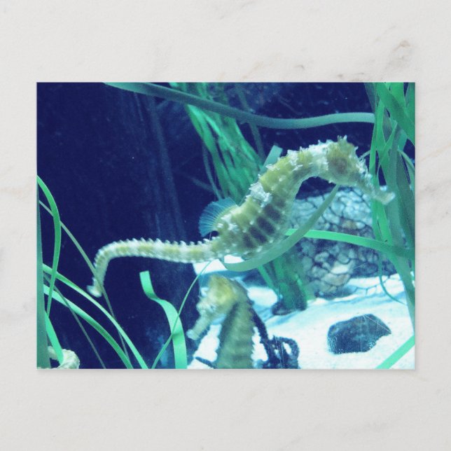 Carte Postale Photo Seahorse (Devant)