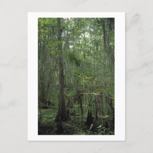 Carte postale photo Serenity Custom Louisiane