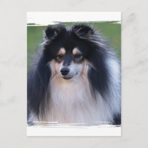 Carte postale photo Sheltie