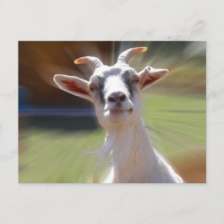 Carte Postale Photo Silly BillyGoat