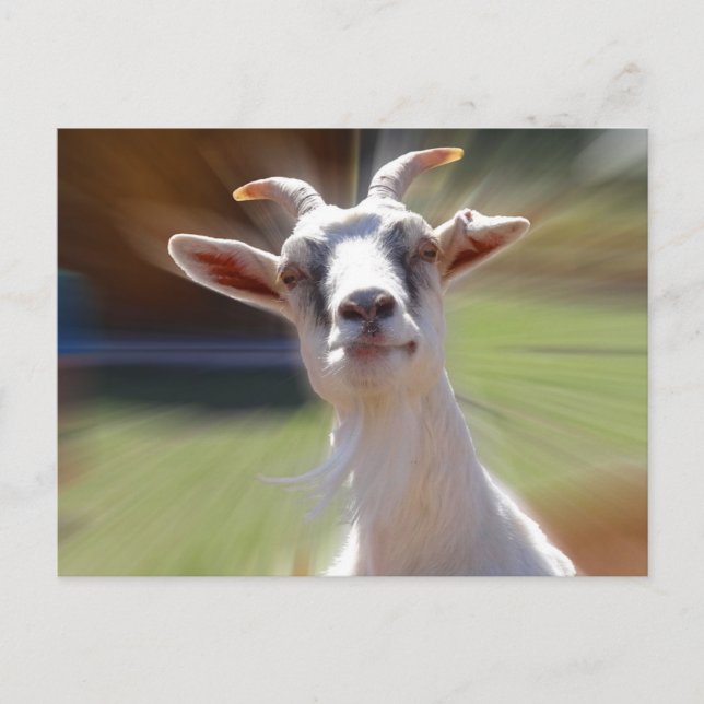 Carte Postale Photo Silly BillyGoat (Devant)