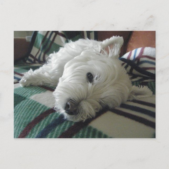 Carte postale Photo Sleepy Sofa Westie (Devant)