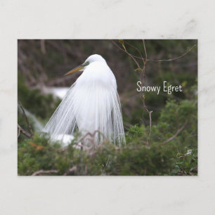 Carte postale Photo Snowy Egret