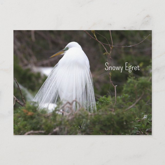 Carte postale Photo Snowy Egret (Devant)
