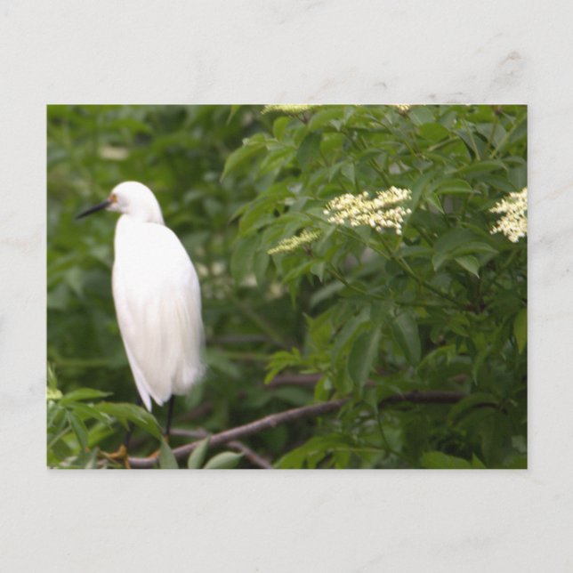 Carte postale Photo Snowy Egret (Devant)
