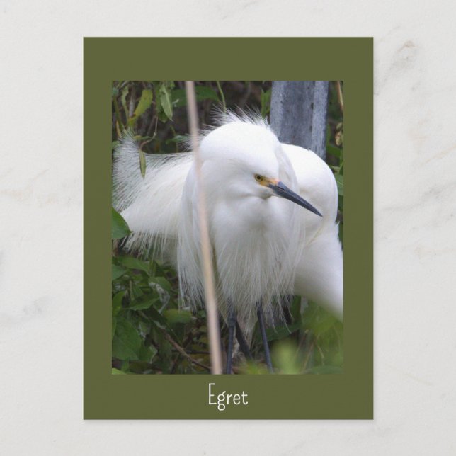 Carte postale Photo Snowy Egret (Devant)