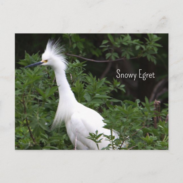 Carte postale Photo Snowy Egret (Devant)