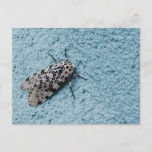 Carte Postale Photo Snowy Leopard Moth