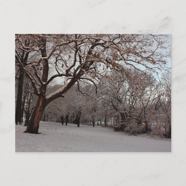 Carte postale photo Snowy Woods (Devant)