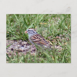 Carte postale Photo Sparrow