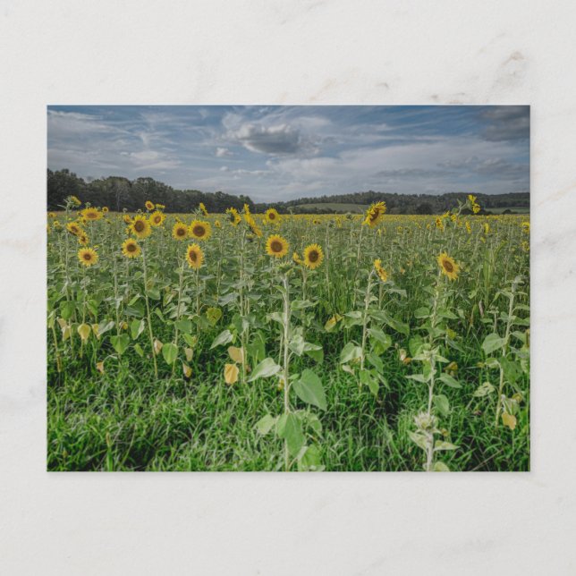 Carte postale Photo "Sunflower Field" (Devant)