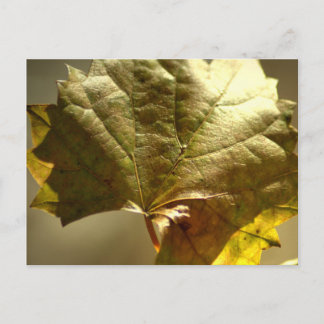 Carte Postale Photo sur feuille d'or activée
