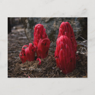 Carte Postale Photo sur les fleurs de neige