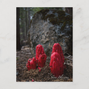 Carte Postale Photo sur les fleurs de neige