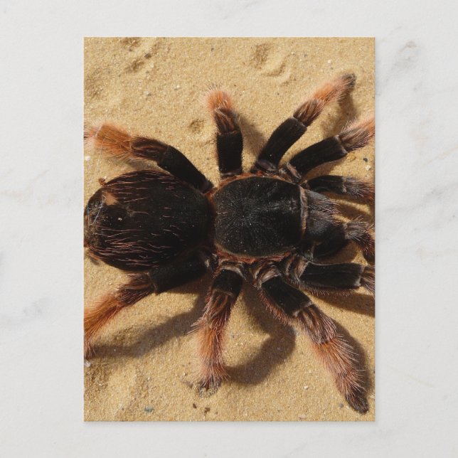 Carte Postale Photo Tarantula (Devant)