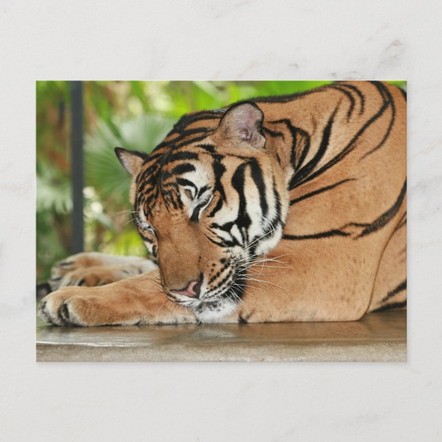 Carte postale Photo Tiger dormant (Devant)