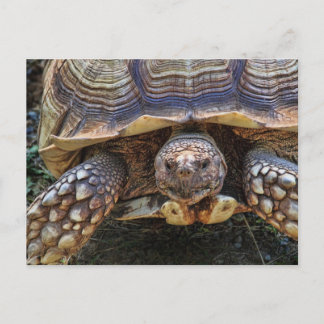 Carte Postale Photo Tortoise