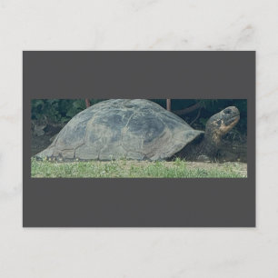 Carte postale photo Tortue